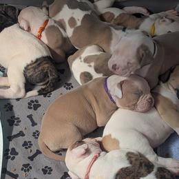 American Bulldogs from Elijah's American Bulldogs LLC