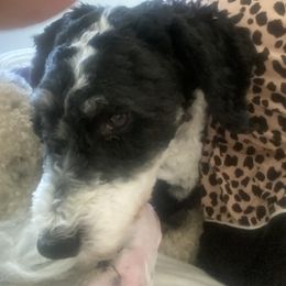 Sonny - Bernedoodle