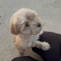 Honey - Wheaten female Miniature Schnauzer puppy in Glenn Heights, Texas from Marvelous Mannered K9s of Texas