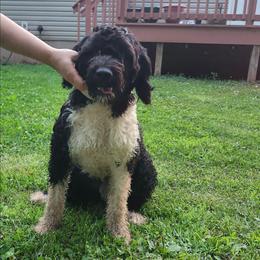 Prince - Black and white male Portuguese Water Dog puppy in Narvon, Pennsylvania from Prized Family Porties