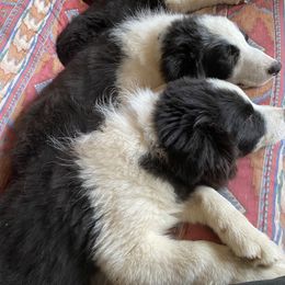 Border Collie Puppies from Luna Border Collies