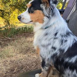 Charlie - Miniature Australian Shepherd
