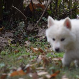 Siberian Husky Puppies from Dreamers Mile