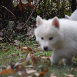 Siberian Husky Puppies from Dreamers Mile