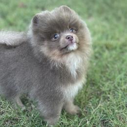 Pomeranian Puppies from Kerrie’s Pomeranian