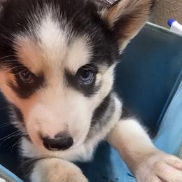 Boy 3 - male Siberian Husky puppy in Elgin, Texas from Hudson Husky
