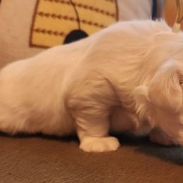 Maltese Puppies from Arizona Maltese Gems