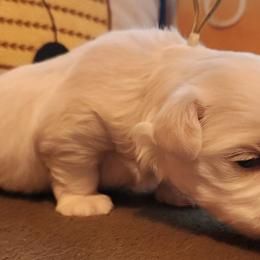 Maltese Puppies from Arizona Maltese Gems