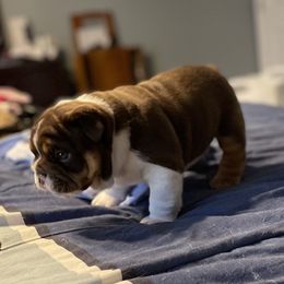 Bulldog Puppies from Black Creek English Bulldogs