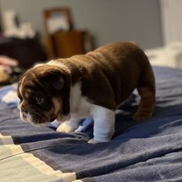 Bulldog Puppies from Black Creek English Bulldogs
