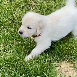 Golden Retriever and Jack Russell Terrier Puppies from Shelby Burleson's Golden Retrievers and Jack Russell Terriers