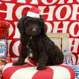 Chocolate boy 2 - Chocolate male Labradoodle puppy in Colonial Beach, Virginia from Bristol Mine Kennels