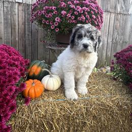 Comet - Merle male Saint Berdoodle puppy in Traverse City, Michigan from Bare Paws Saint Berdoodles