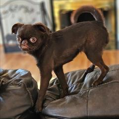 Fancy - Brussels Griffon