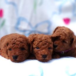 Poodle puppies from Scenic Hills Kennels