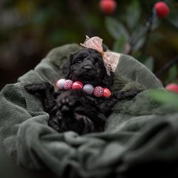 Cavapoo, Cockapoo, and Poodle Puppies from Heavenly Puppies to Love