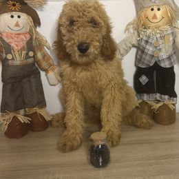 Black Collar - Apricot male Poodle puppy in Murrayville, Georgia from Spoiled Rotten Kennels