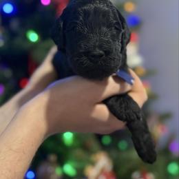 Comet - Black male Goldendoodle puppy in Howard City, Michigan from Doodles and Chaos