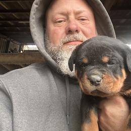 Rottweiler Puppies from Bella Bowe Champion Import Rottweilers