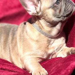 SWEET ATHENA - Blue fawn female French Bulldog puppy in Mountain View, Missouri from MO Frenchie Kisses