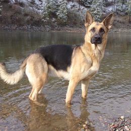 Mira - German Shepherd