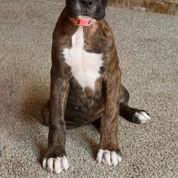 Victory (Tory) - Brindle female Boxer puppy in Georgia from Stephanie’s Boxers