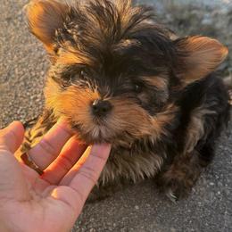 TEDDY BEAR - Black and gold male Yorkshire Terrier puppy in Maple Heights, Ohio from Yorkiesllc