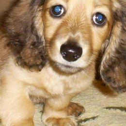 Dachshunds from Lynne's Doxie Heaven