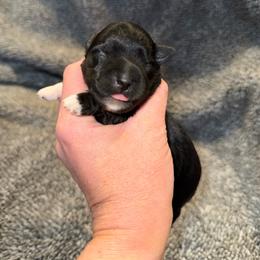 Dukes flashy Male - Black male Miniature Schnauzer puppy in Forest, Virginia from Prestige Kennel LLC