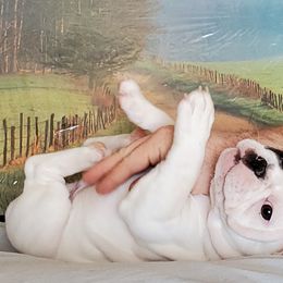 French Bulldog Puppies from BeYardCore Bullies