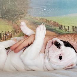 French Bulldog Puppies from BeYardCore Bullies