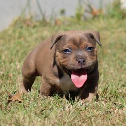 Naomi - Fawn sable female American Bully puppy in Easton, Maryland from Night Court Bullies
