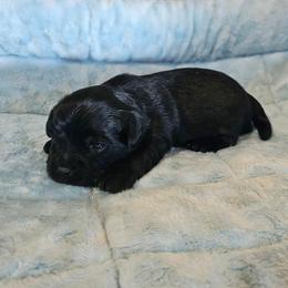 KB Boy 1 - Spade - Black and tan male Yorkshire Terrier puppy in Owenton, Kentucky from Robertson's Dream Ranch Aussies & Yorkies