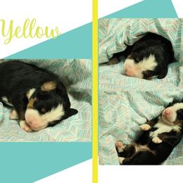 Boy 3 - Black rust and white male Bernese Mountain Dog puppy in Elkton, Maryland from Bernese Beauties