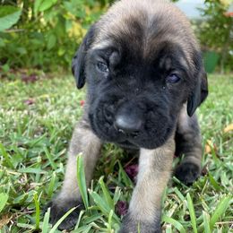 Mastiff Puppies from Treasure Coast Mastiffs