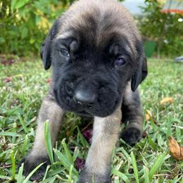 Mastiff Puppies from Treasure Coast Mastiffs