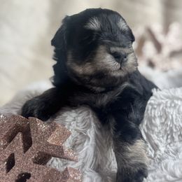 Holly - Black and silver female Miniature Schnauzer puppy in Milmay, New Jersey from Butterleaf Farms