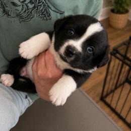Nash - Black and white male Cardigan Welsh Corgi puppy in Kerens, West Virginia from Leather & Lace