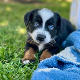 Crush - Black tri male Miniature Australian Shepherd puppy in Lincoln, California from Country Dreams Mini Aussies