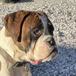 Nani - Boxer