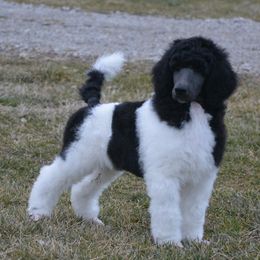 Poodle Puppies from Annie's CA Standard Poodles