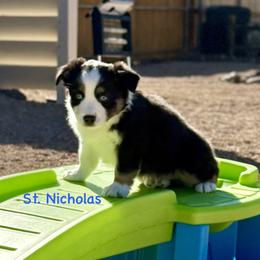 St. Nicholas - Black tri male Miniature Australian Shepherd puppy in Chino Valley, Arizona from BlueZion Aussies