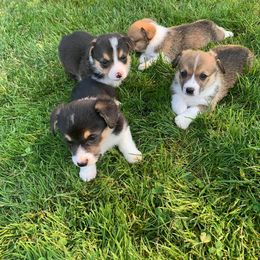 Pembroke Welsh Corgi Puppies from Western Star Corgis