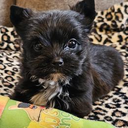 Angel - Black and tan female Yorkshire Terrier puppy in Jamestown, Tennessee from Royal  Furbabies
