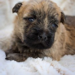 Angus - Wheaten brindle male Cairn Terrier puppy in St. Joseph, Missouri from Stone & Thistle Cairn Terriers