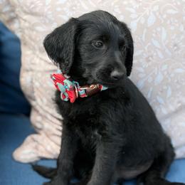Pepper - Black female Labradoodle puppy in Georgetown, South Carolina from Muddy Bay Kennels