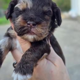 M and M ( Choco Merle) - Merle male Cockapoo puppy in Dayton, Ohio from BATDOGSNDOODLES