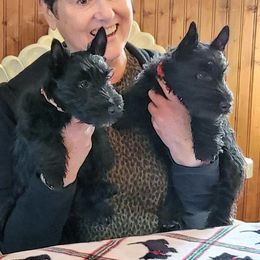 Scottish Terrier Puppies from McKinley Scots Kennel