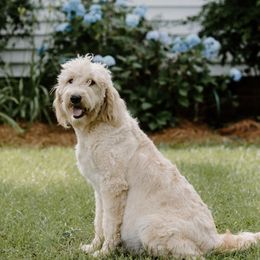 Maggie - Goldendoodle
