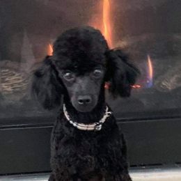 Sandy - Poodle